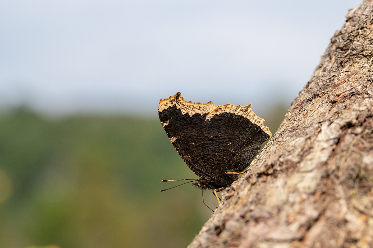 2020 IMG_1640 makroforum_2.jpg