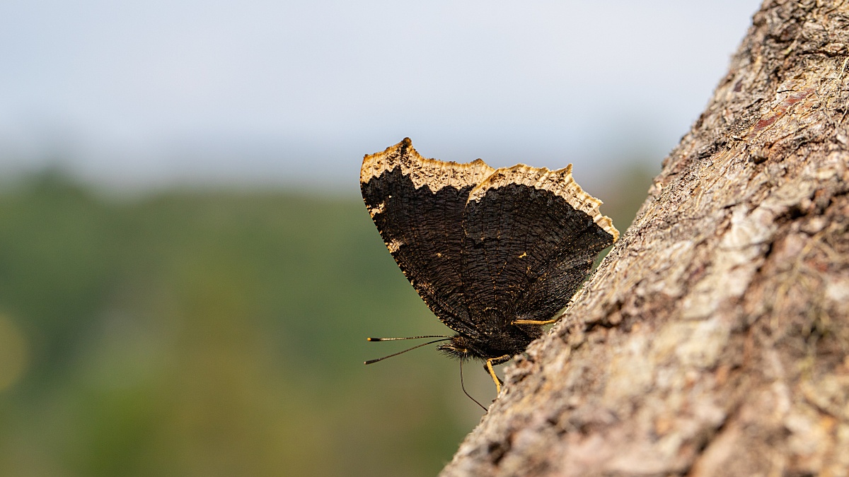 2020 IMG_1640 makroforum.jpg