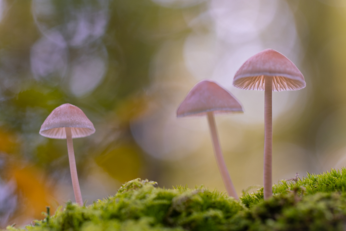 DSCF8935-Verbessert-1.jpg