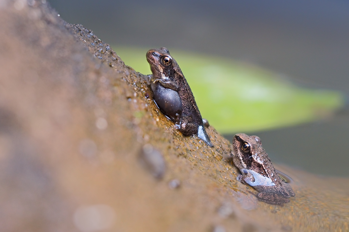 Rana-temporaria-OGG46068---Kopie.jpg
