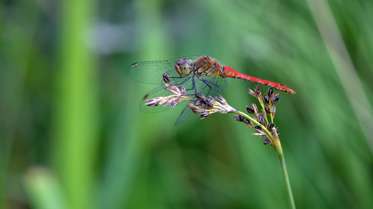P1660061-1.jpg