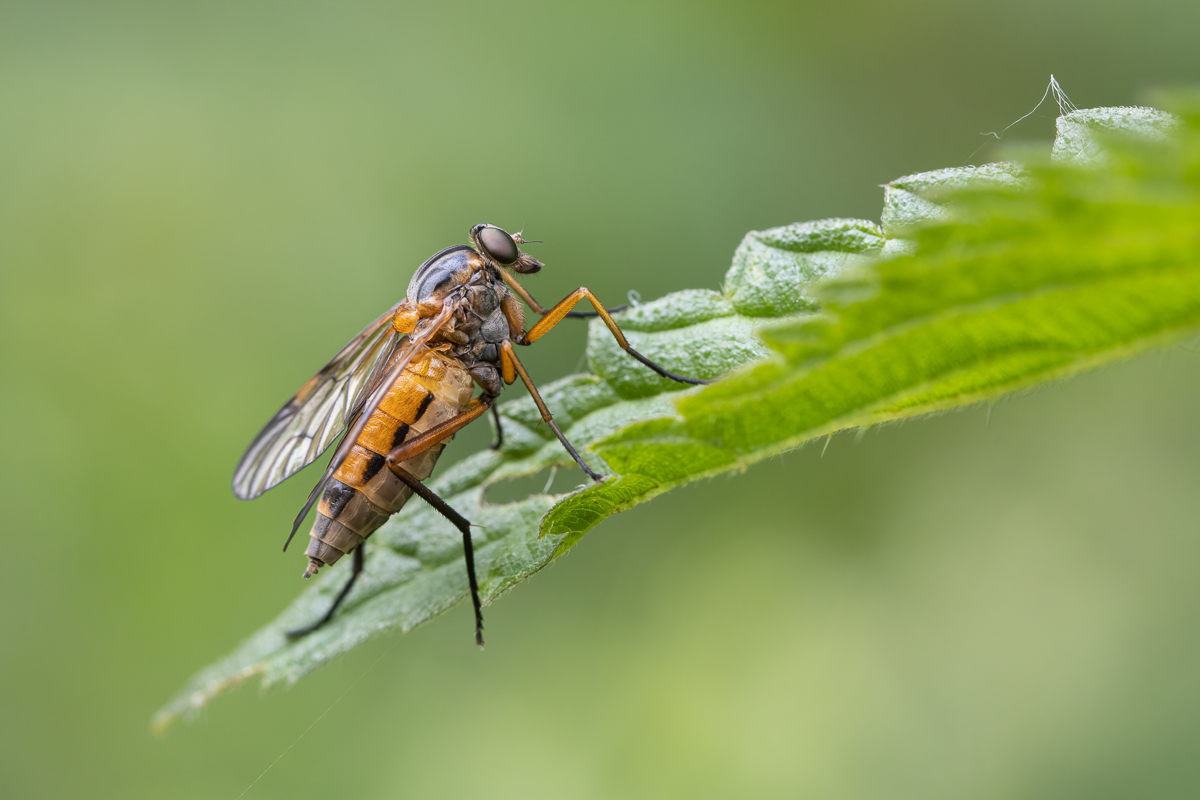Schnepfenfliege_2020-06-22- Makroforum.jpg