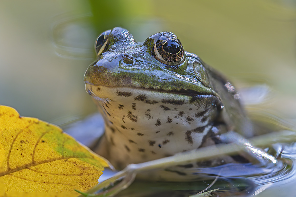 compTeichfrosch8.10.2020JonaweiherStackDSC2100-2116bearb.jpg