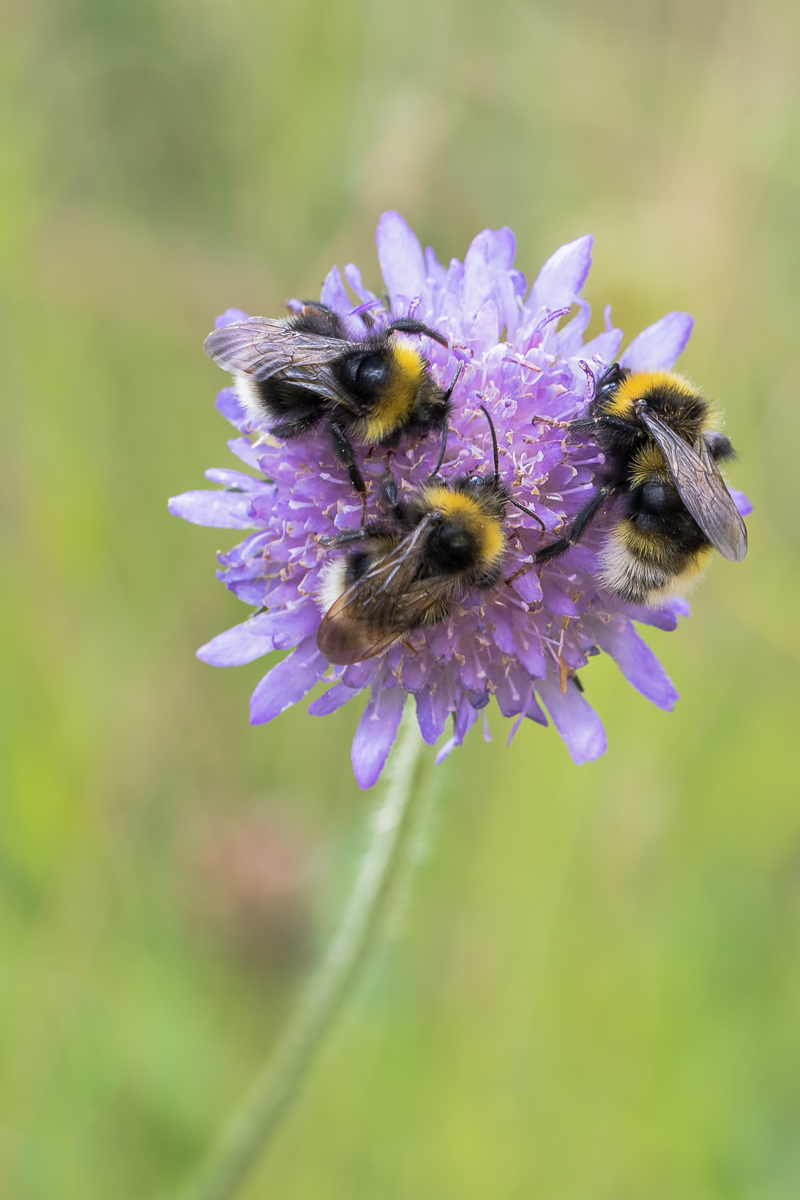 20200711-Bombus sp. auf Wiesenscarbiose-IMG_1873.jpg