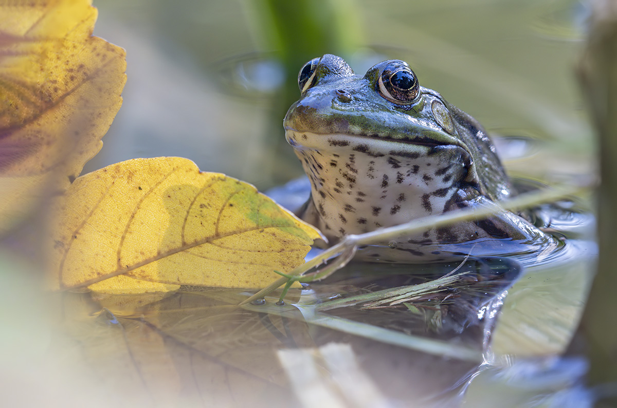 compTeichfrosch8.10.2020JonaweiherStackDSC2215-2225 - Kopie.jpg