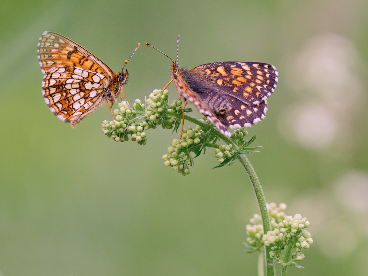 Melitaea-diamina1-OG217057---Kopie.jpg