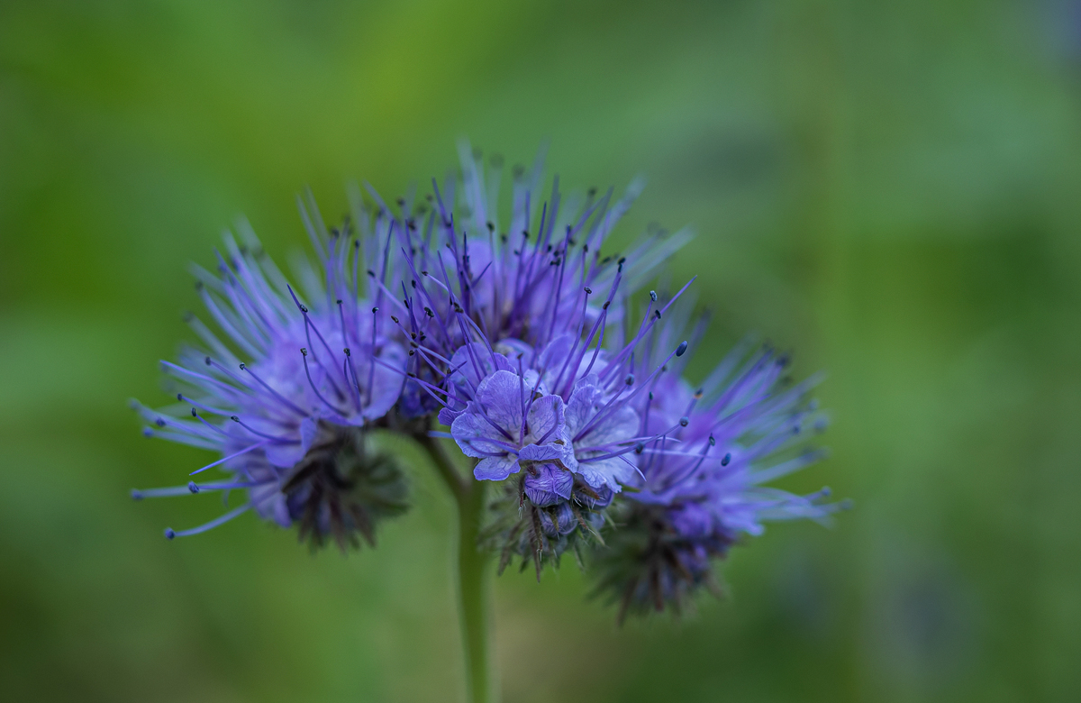 PA120042-1-Büschelblume-verkl.jpg