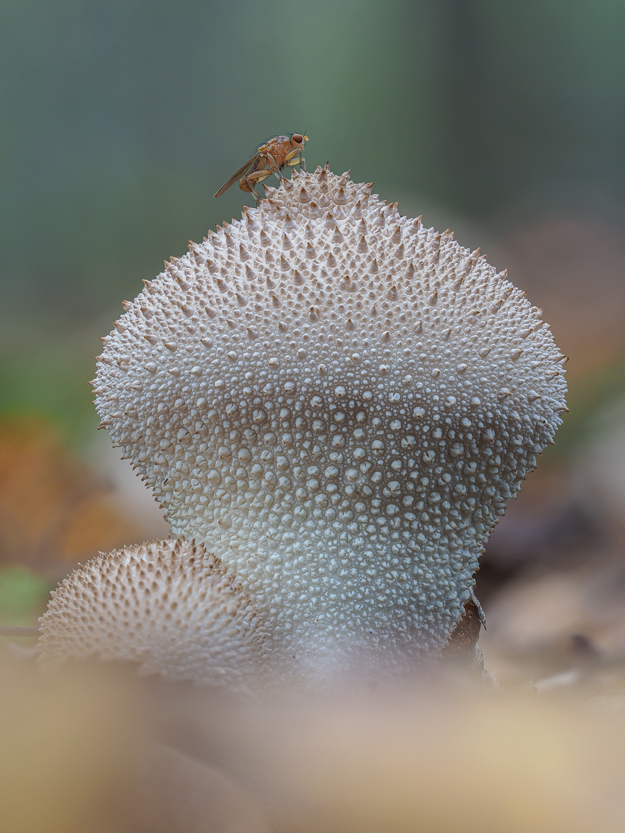 2020-10-18-19-32-20-(B,Radius8,Smoothing4)-14er--Pilz-mit-Fliege.jpg