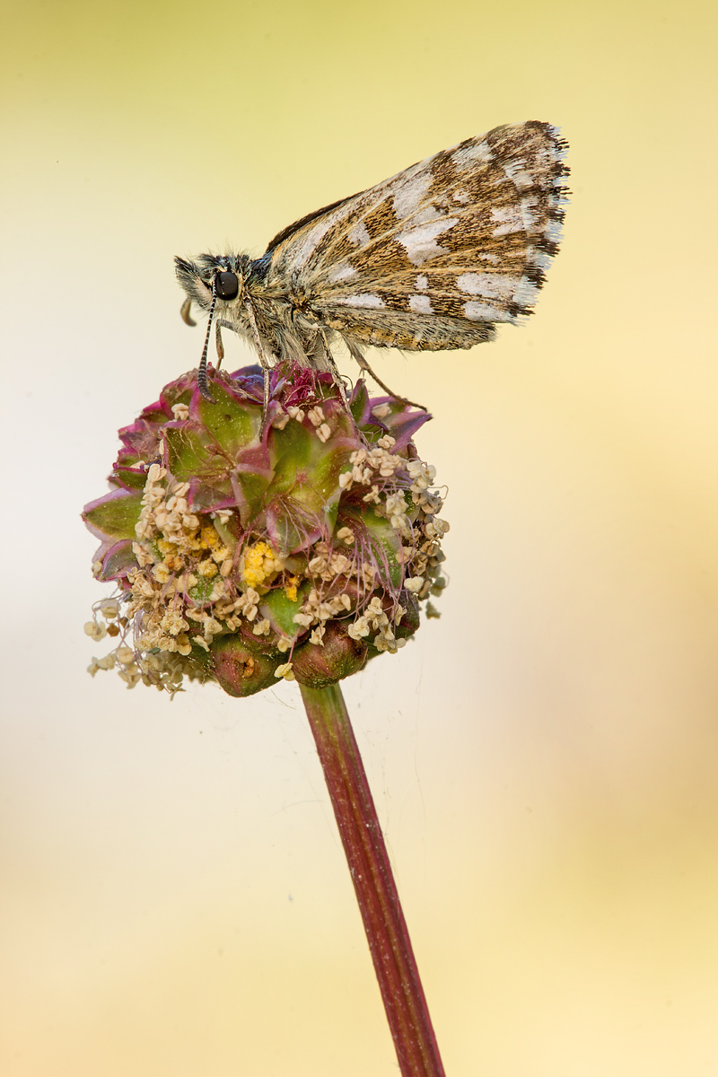 _MG_7663-Bearbeitet Kopie.jpg