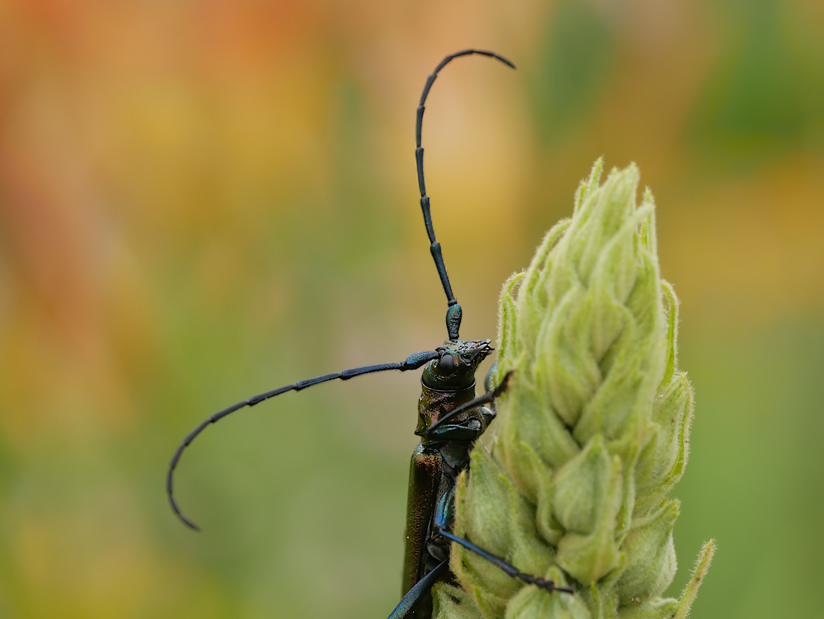 P1050941a2.jpg