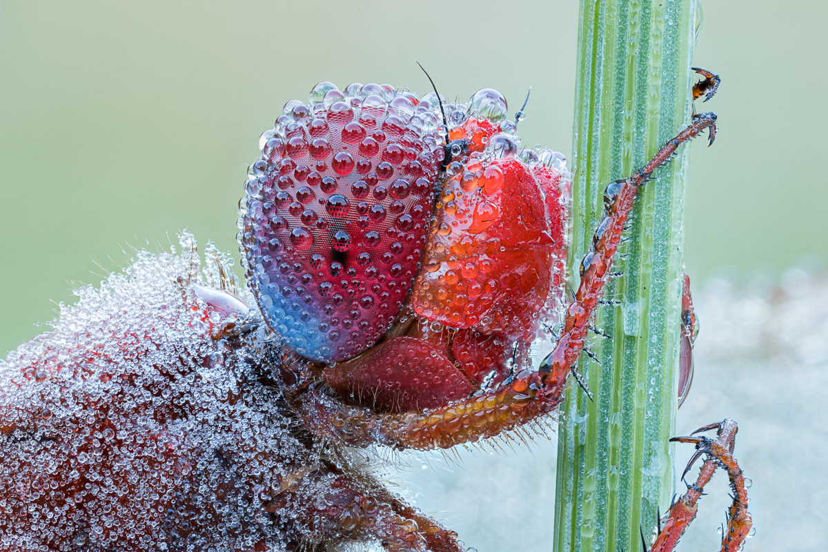 20200715-20200707-IMG_2089 ZS 42 0-8 f56u10 320 65-b.jpg