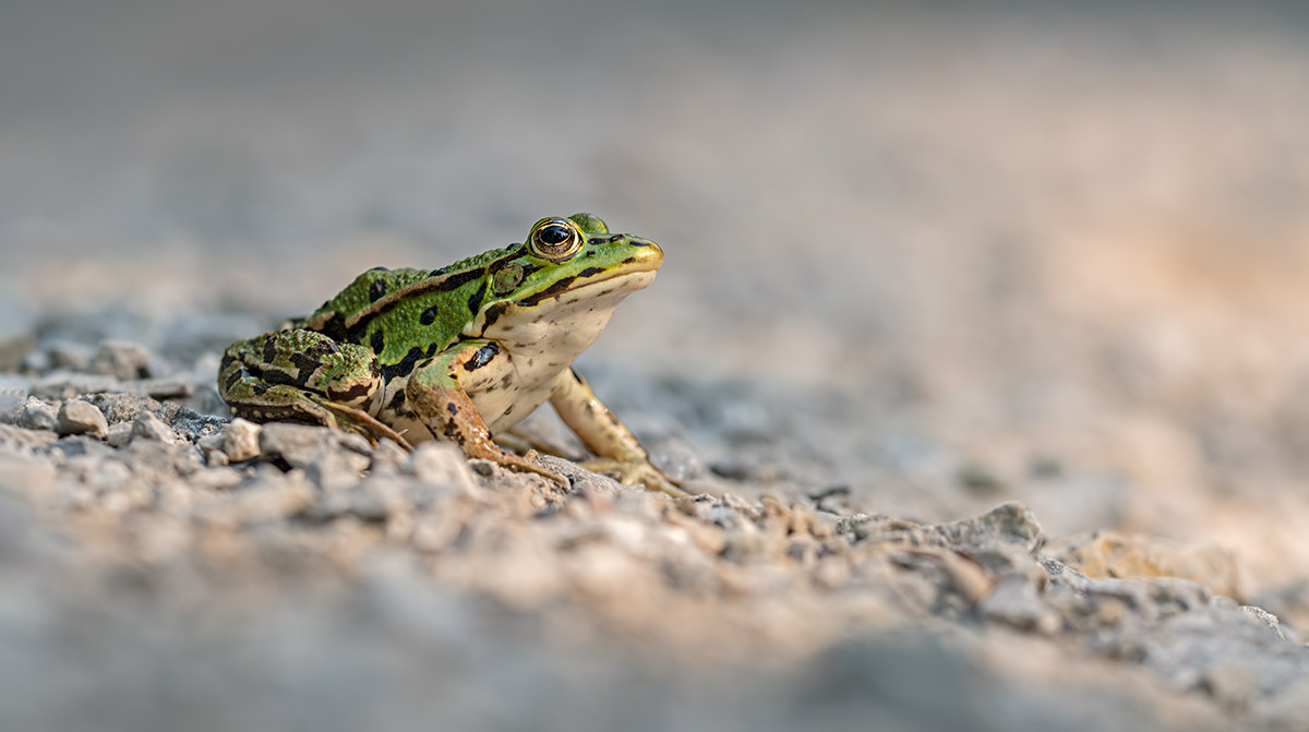 compTeichfrosch14.9.2020JonaweiherPano0;16%DSC1261.jpg