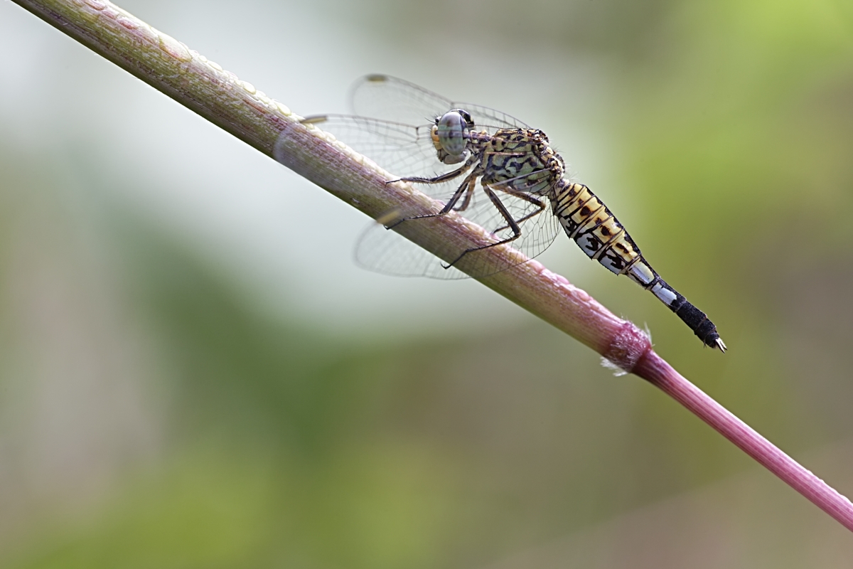 Acrisoma - Weibchen.jpg