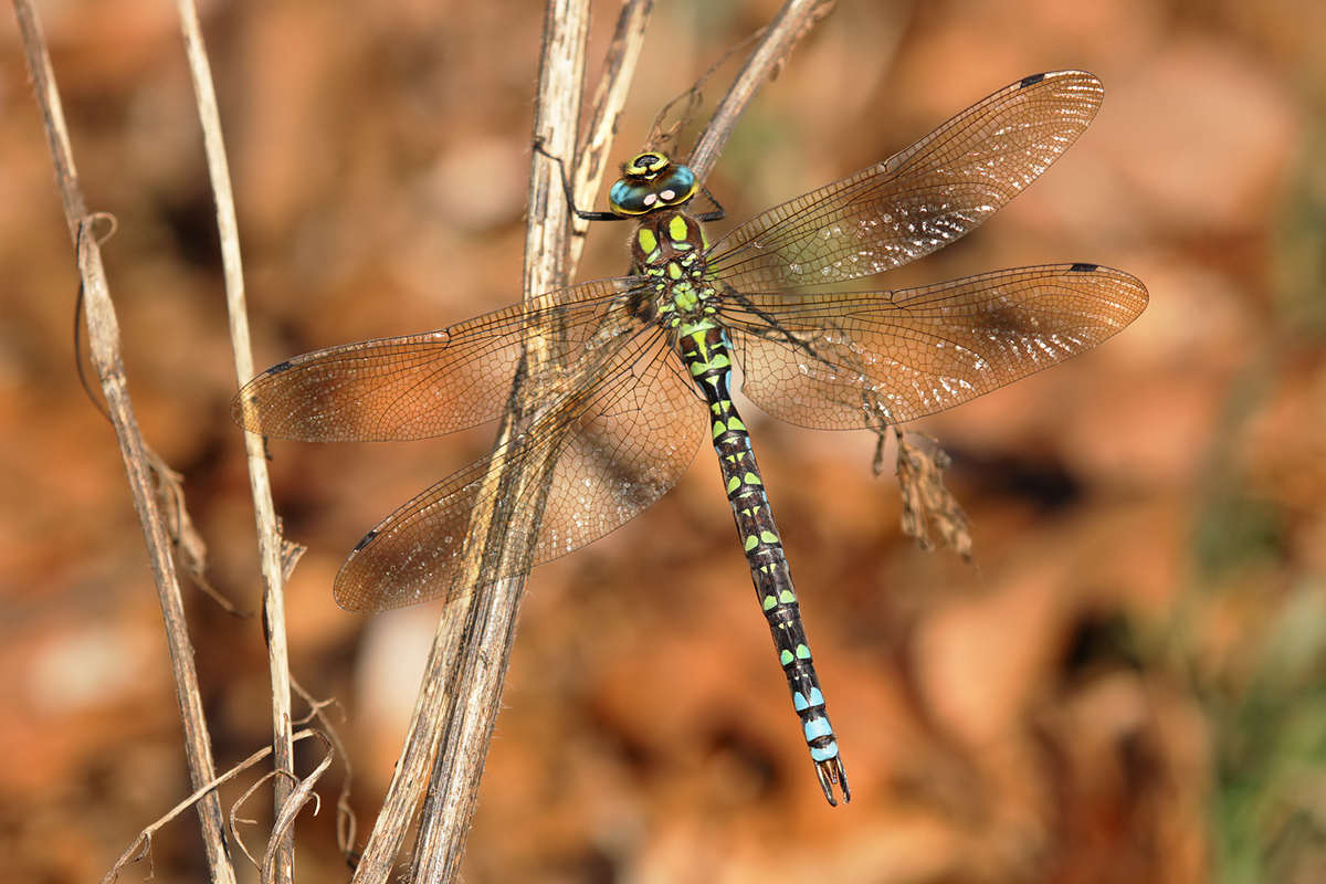 Aeshna cyanea_m_IMG_0241_1200a.jpg