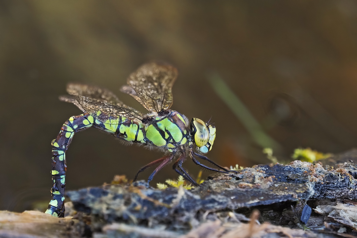Aeshna-cyanea-OGG83443---Kopie.jpg