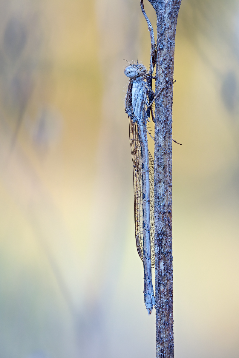 Stack 20201118-093054-4122 4134-4168 corr-web1200x800U80.jpg