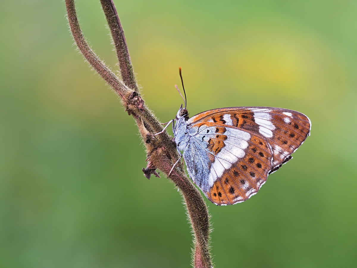 Limenitis-camilla1-zoog13671_6---Kopie.jpg