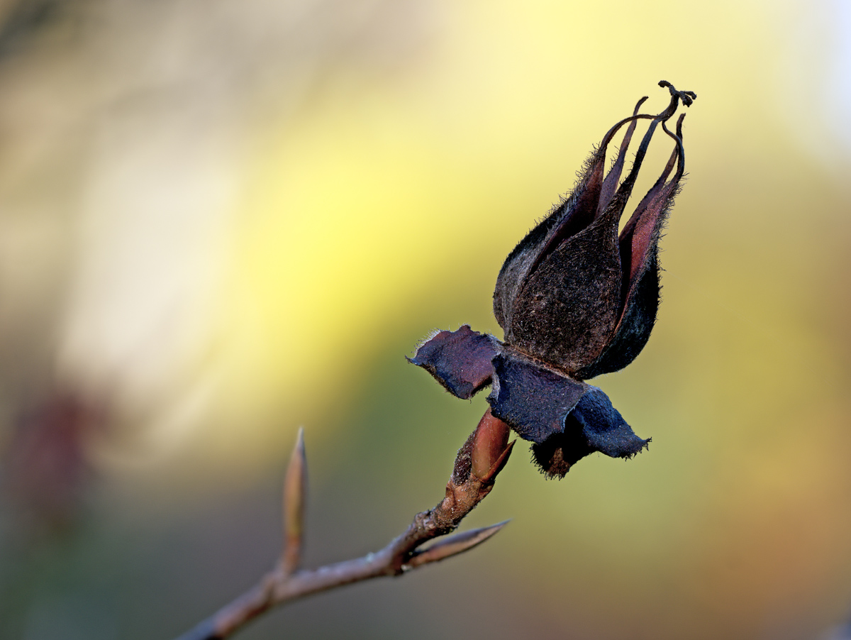 2020-11-15 16-32-56 (A,Radius8,Smoothing4).jpg