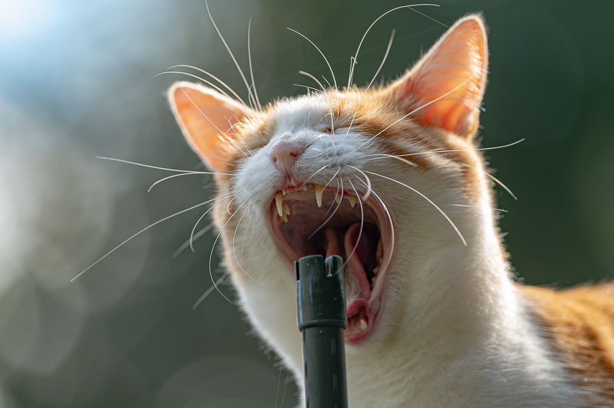 Sammy singt ein Lied.jpg