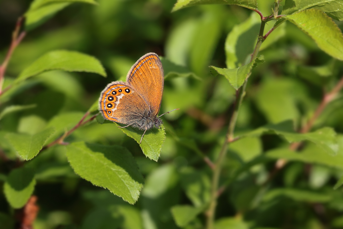 Cononympha hero Waldwiesenvögelchen 1.jpg