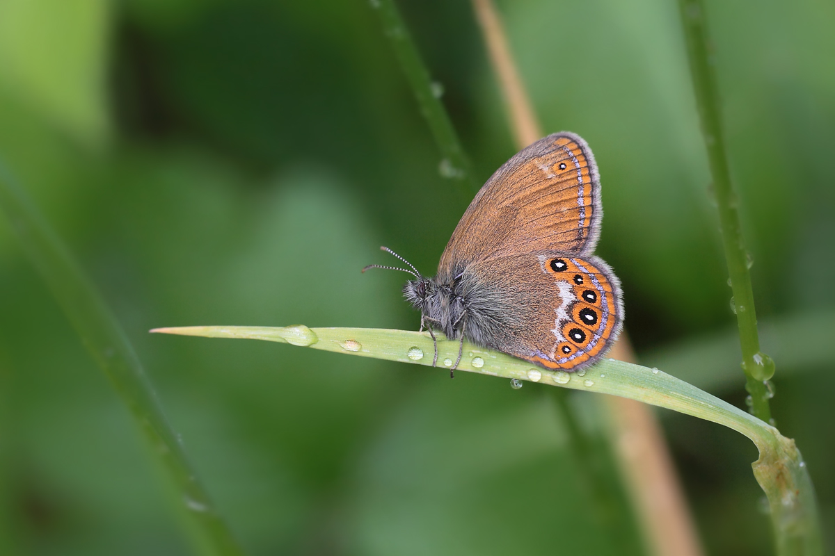 Cononympha hero Waldwiesenvögelchen 3.jpg