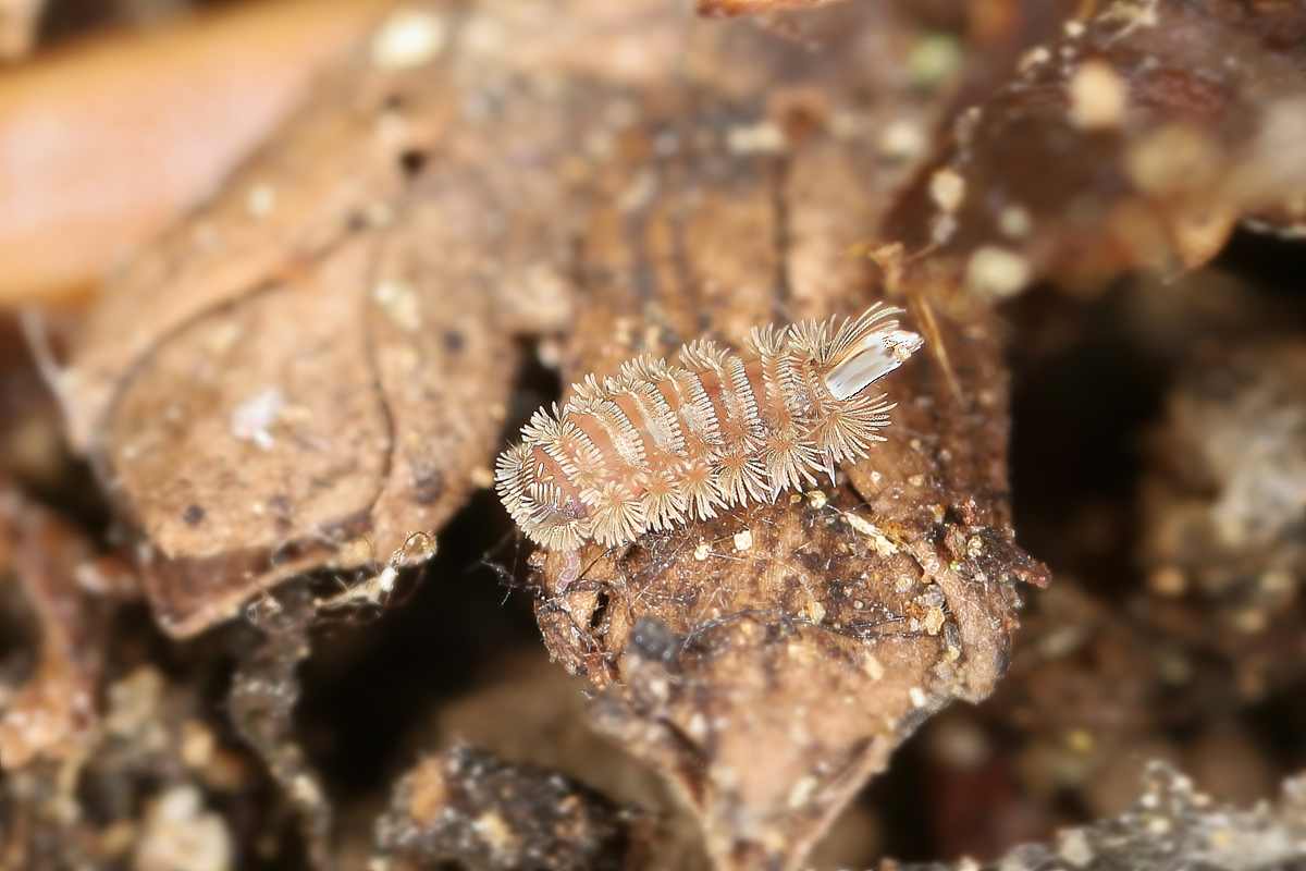 Polyxenus lagurus Pinselfüßer Tausendfüßer.jpg