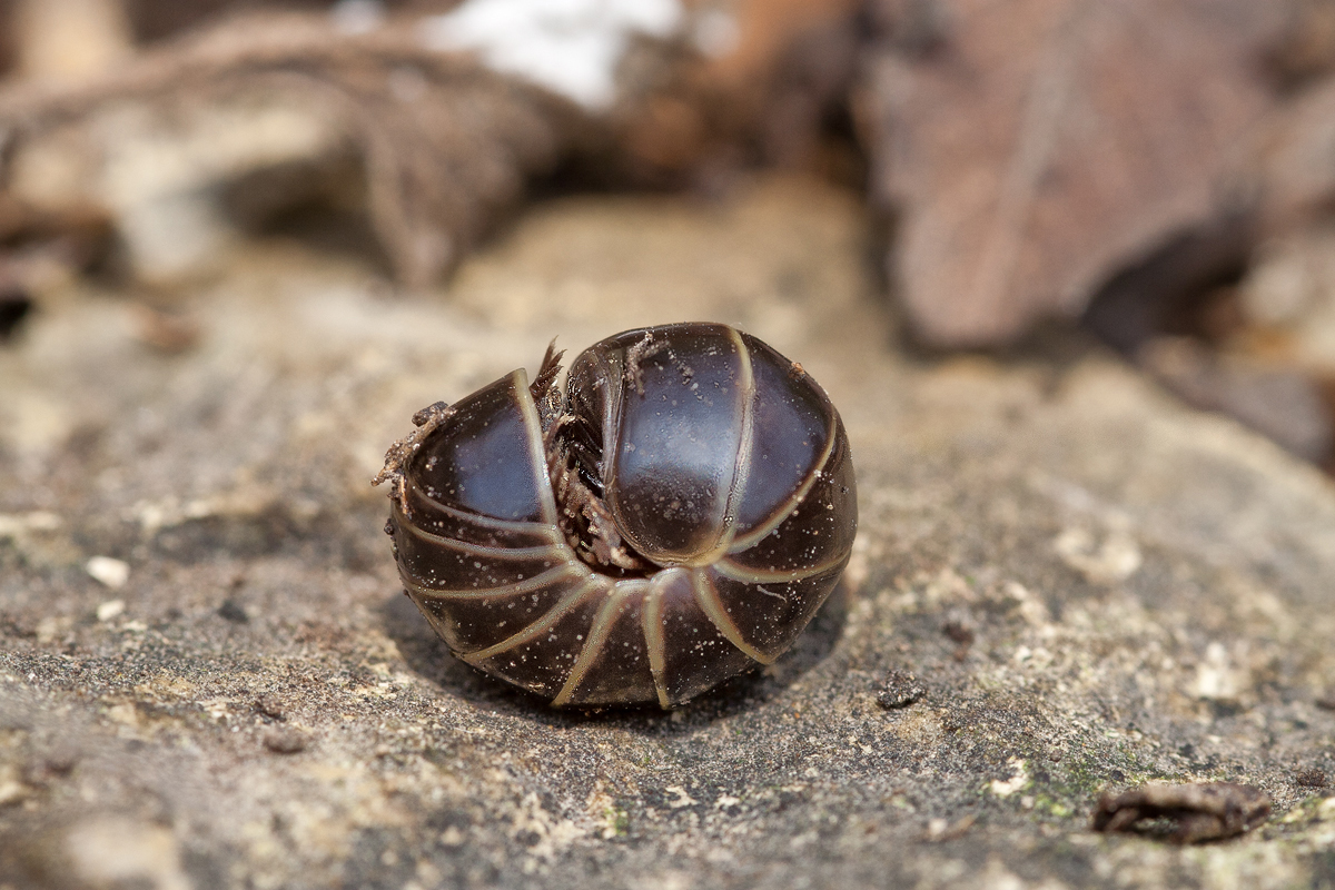 Glomeris marginata Gerandeter Saftkugler Diplopoda 02.jpg