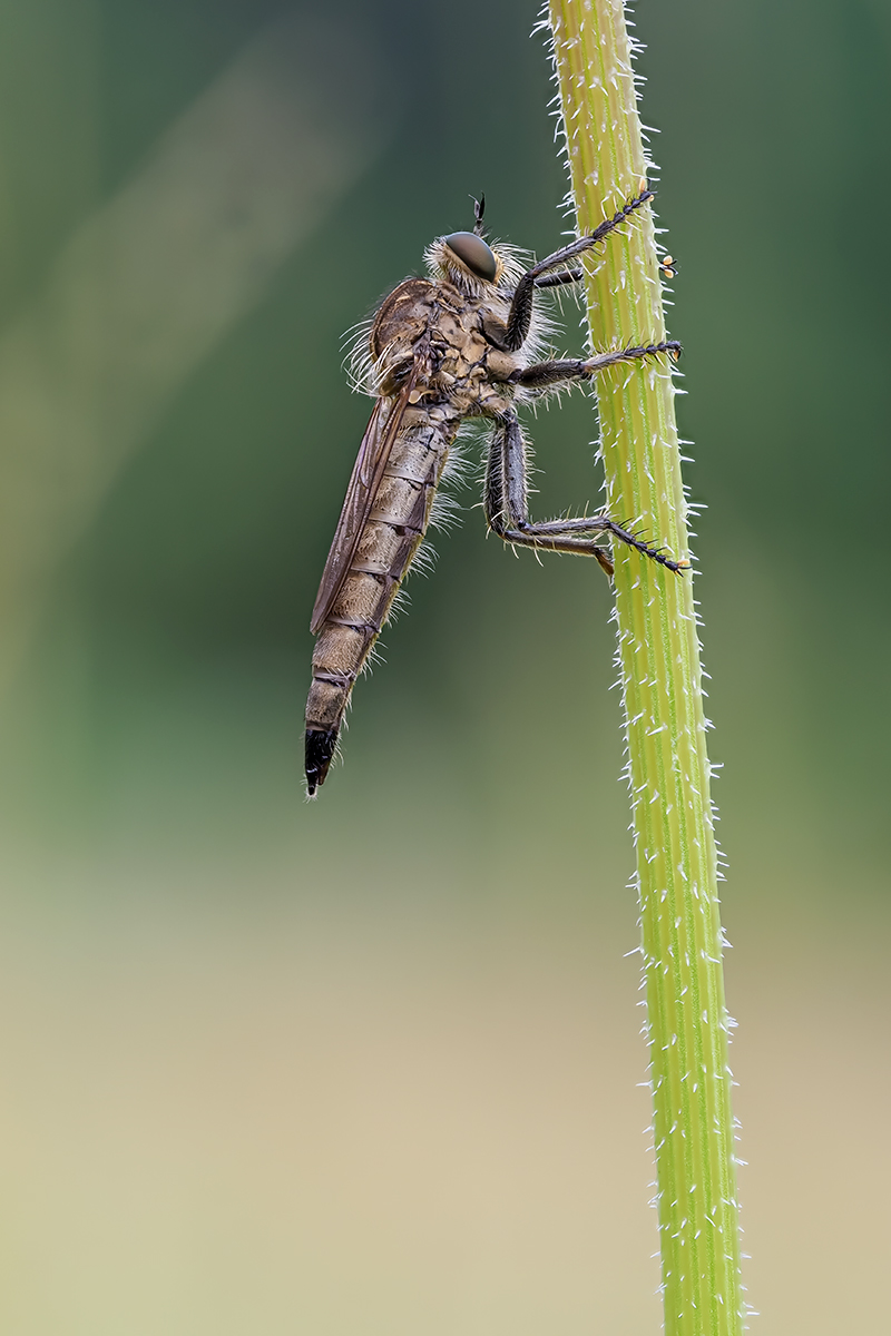 _7110255-2c.jpg