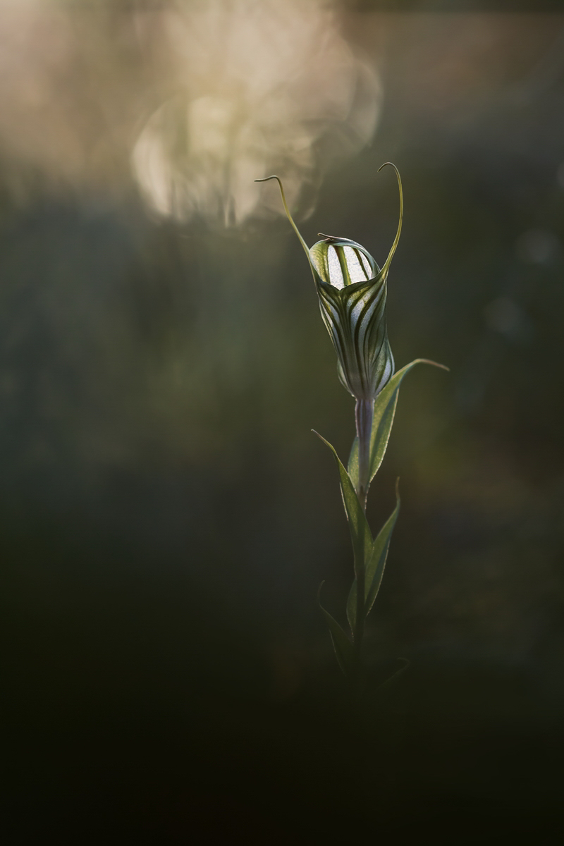 Pterostylis alata-2.jpg