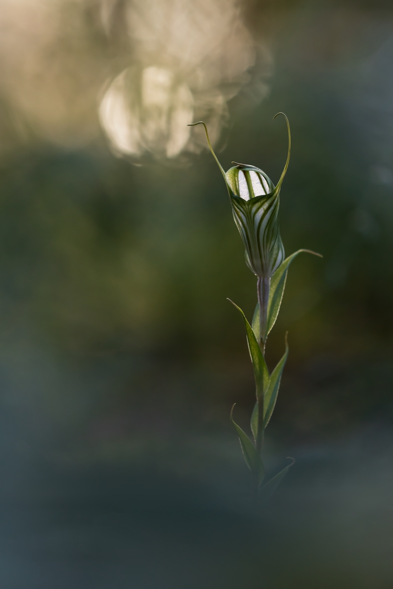 Pterostylis alata 2.jpg