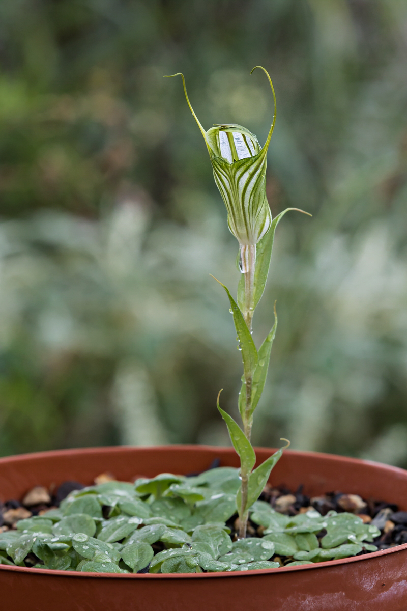 Pterostylis alata 3-2.jpg