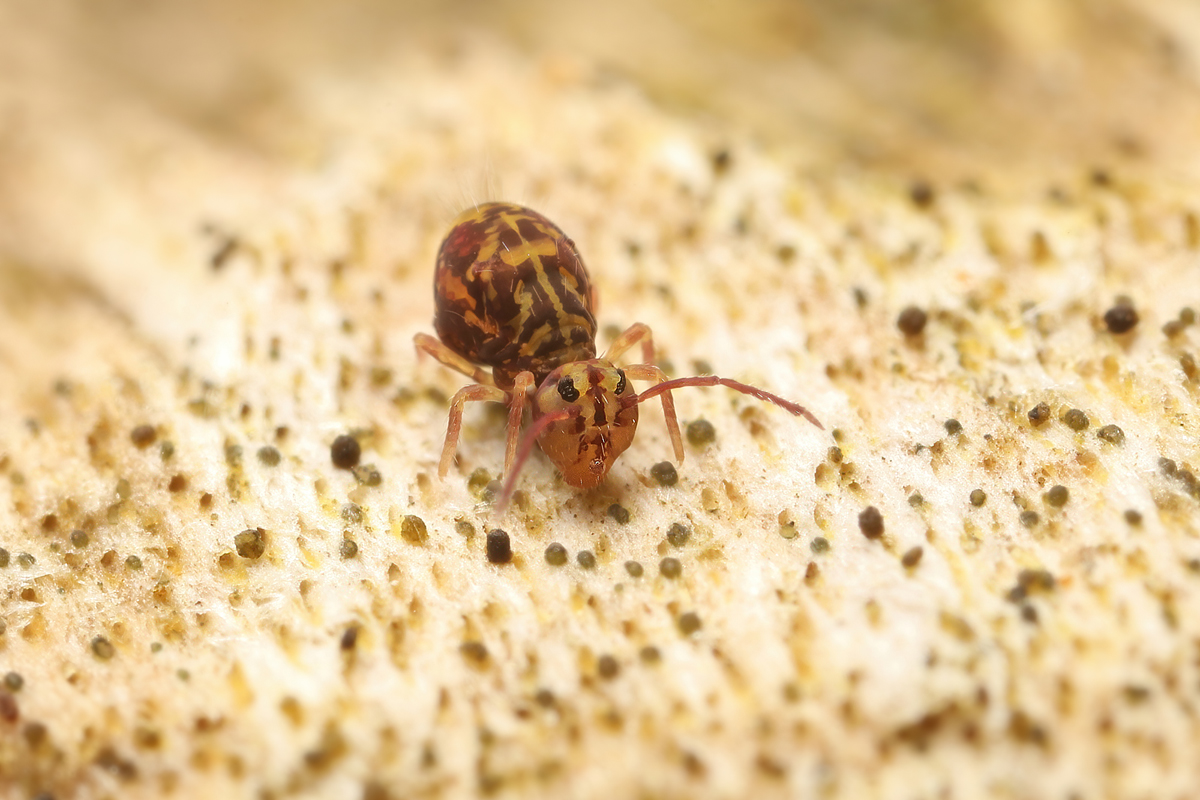 Bunter Kugelspringer Portrait.jpg