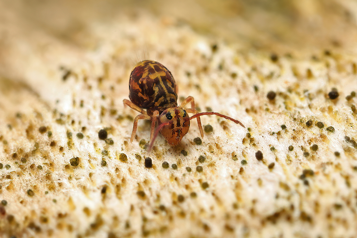 Bunter-Kugelspringer Nachbesserung 1.jpg