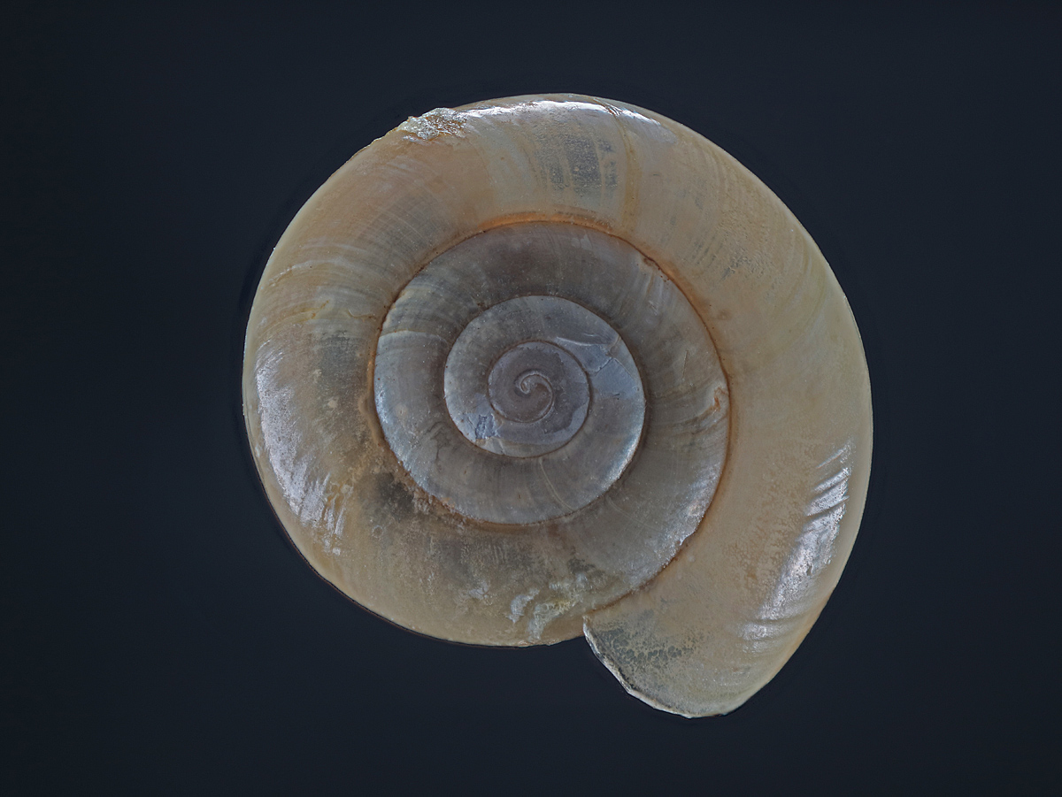 2020-12-20 17-56-57 (B,Radius8,Smoothing4)_bearbeitet-1.jpg