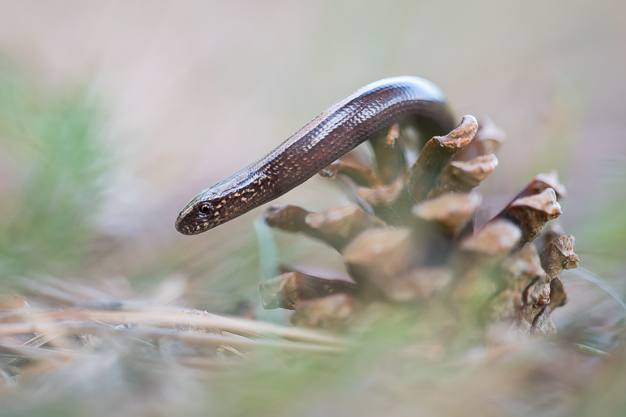 Blindschleiche-0005.jpg
