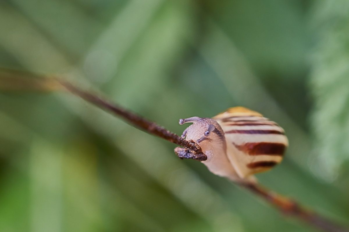 schnecke.jpg
