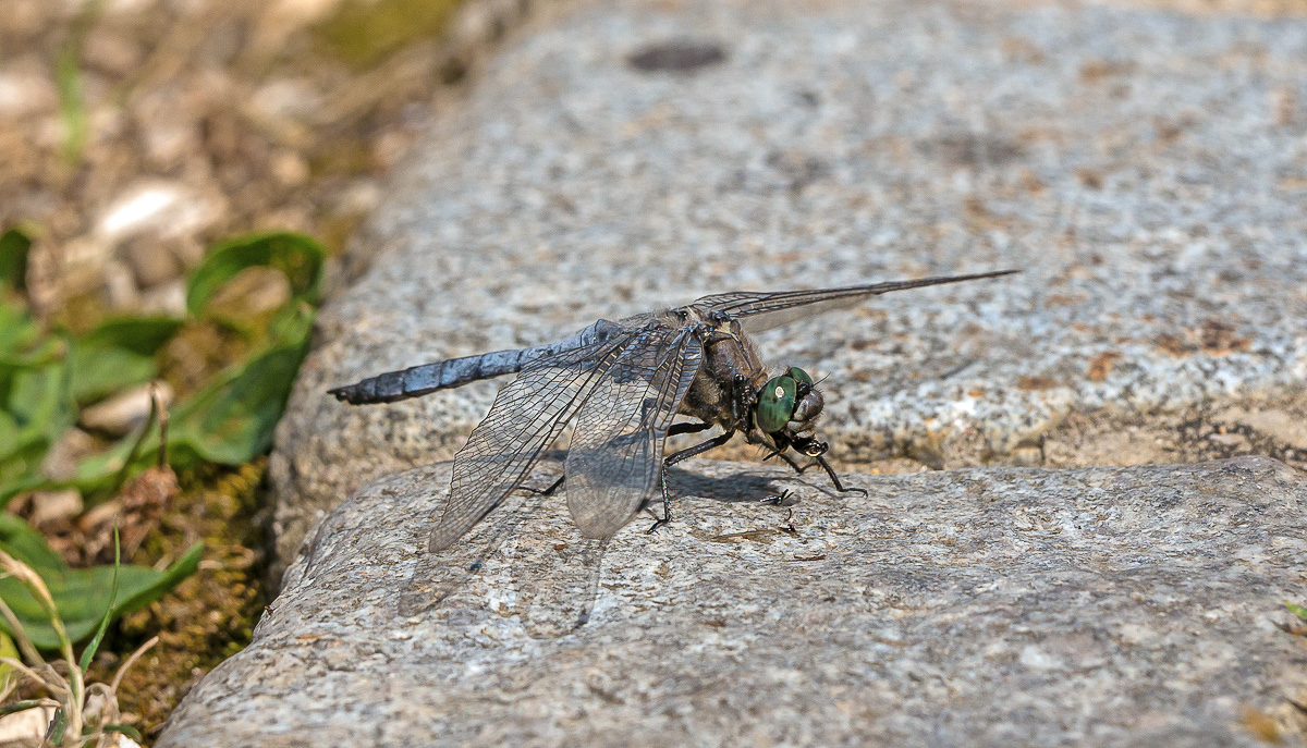 P1660113-1.jpg