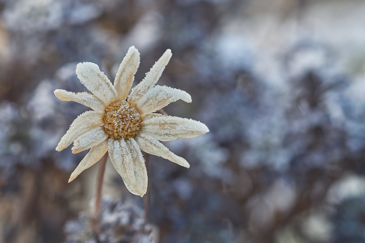 Eisblume.jpg