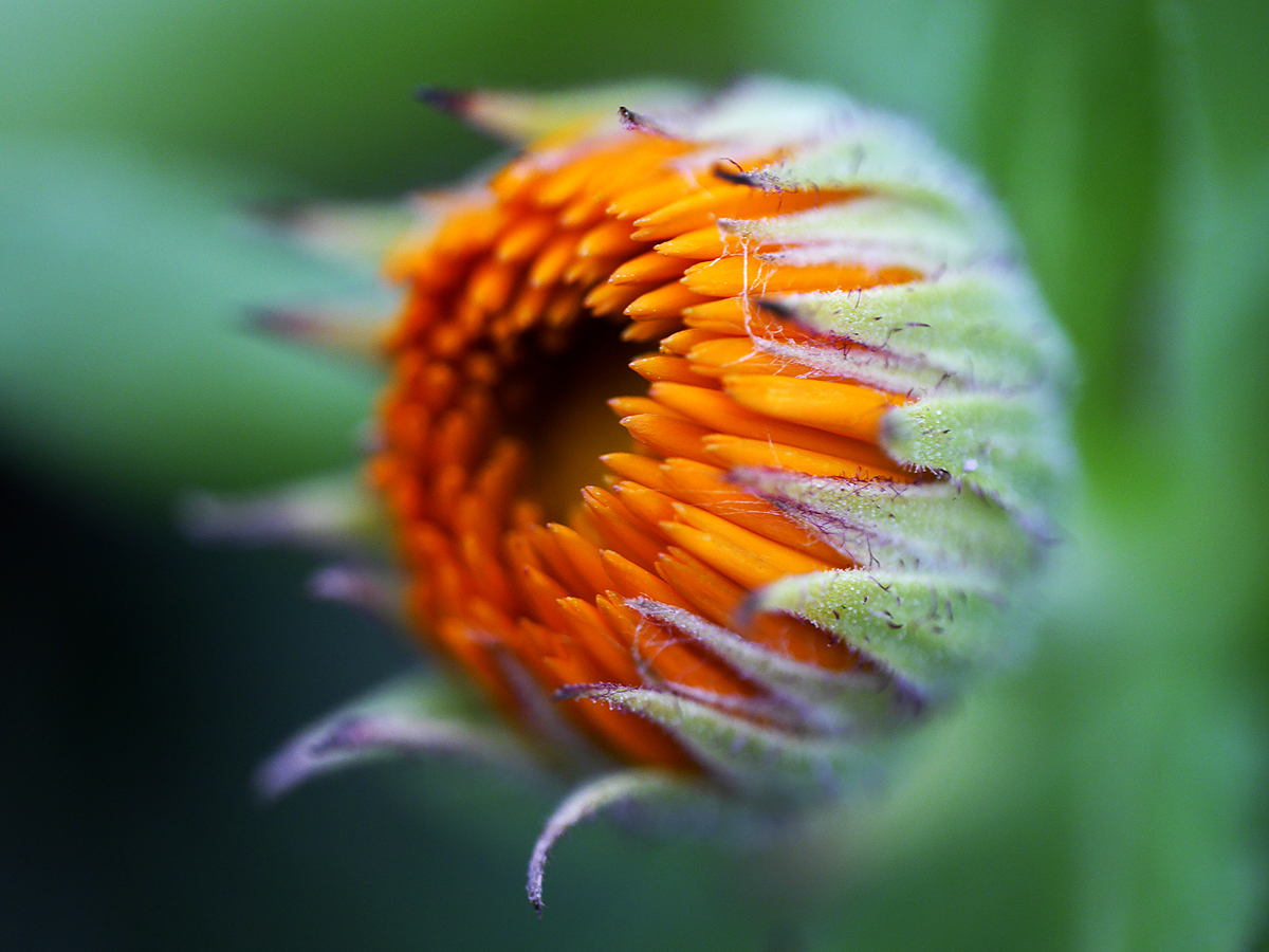 P1110635_1200px.jpg