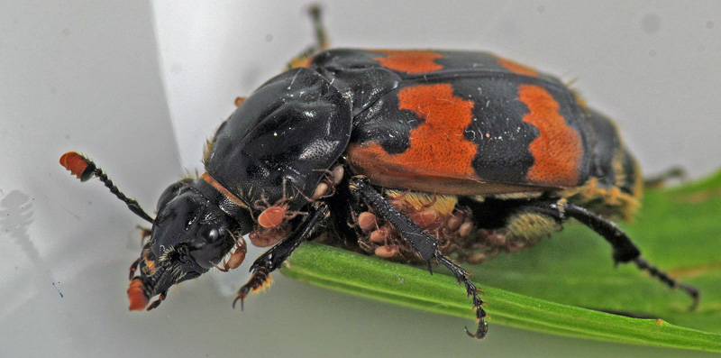 Necrophorus vespillo (1).JPG