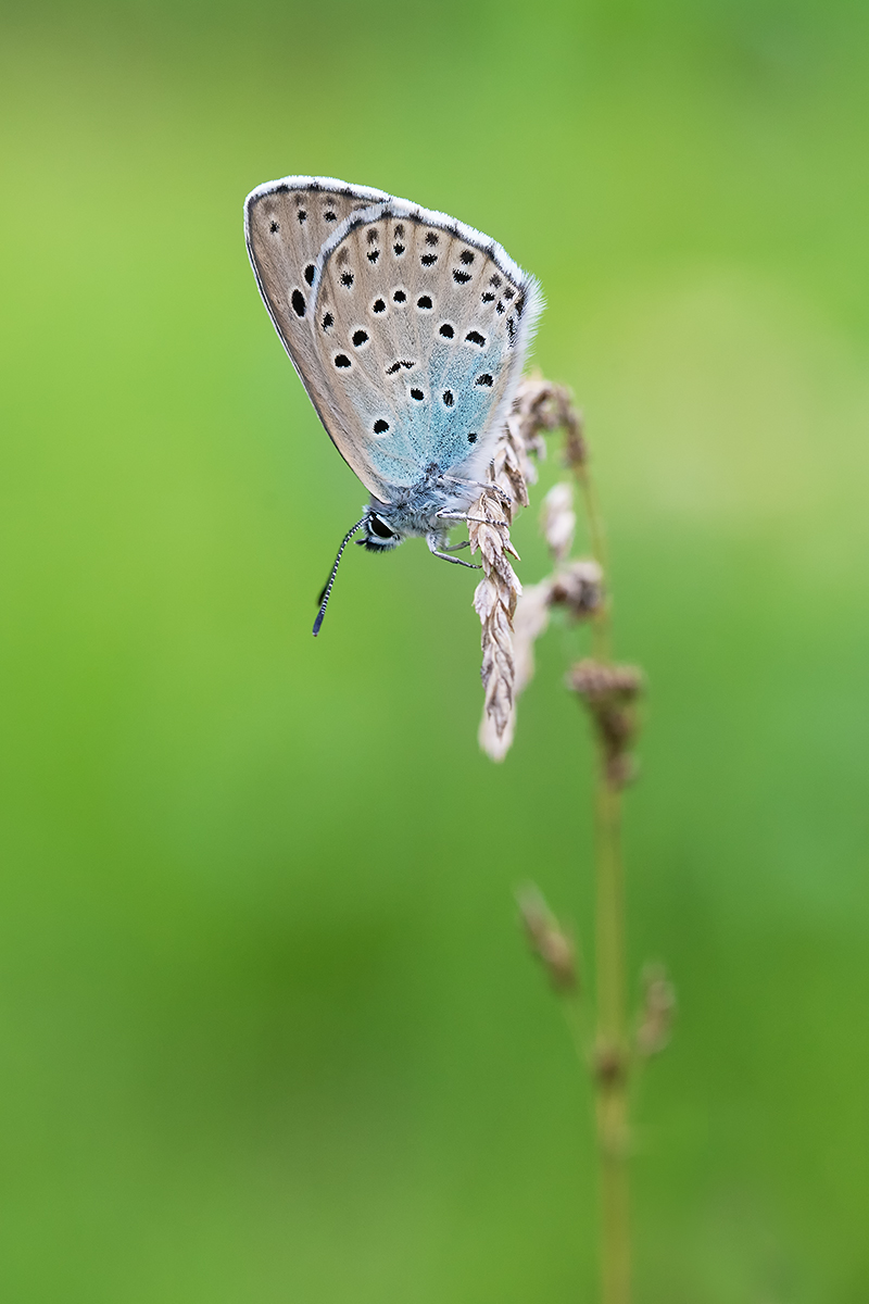 DSC08493.d.kl.jpg