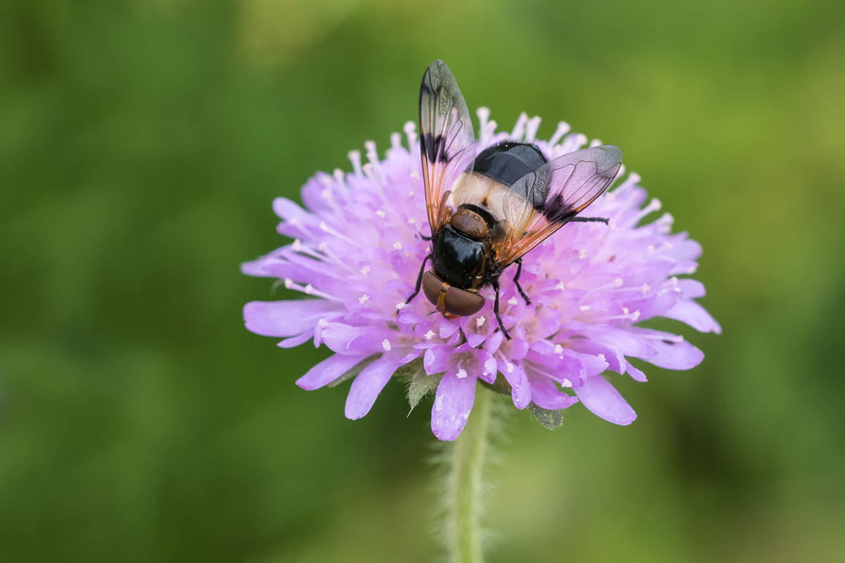 MFV_20200704-Volucella pellucens auf Wiesenscarbiose-IMG_1793.jpg