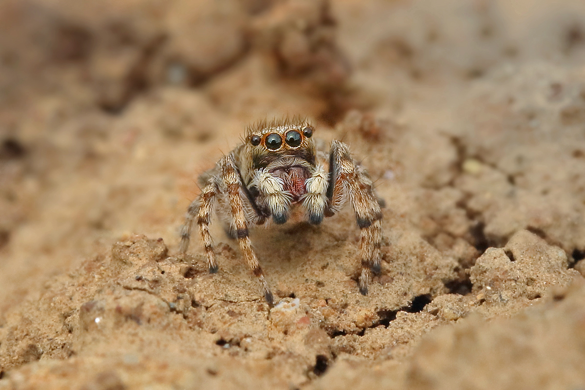 Attulus-distinguendus Silbergras-Sandhockling.jpg