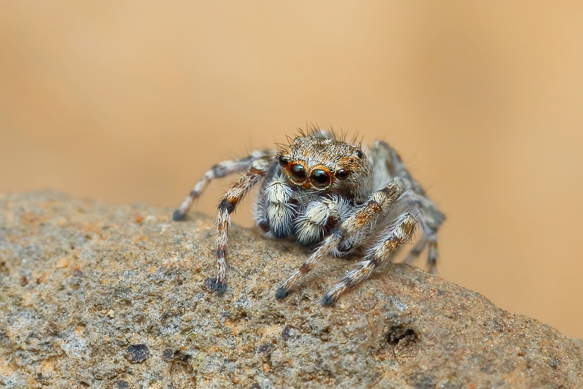 Attulus-distinguendus Silbergras-Sandhockling 6989.jpg