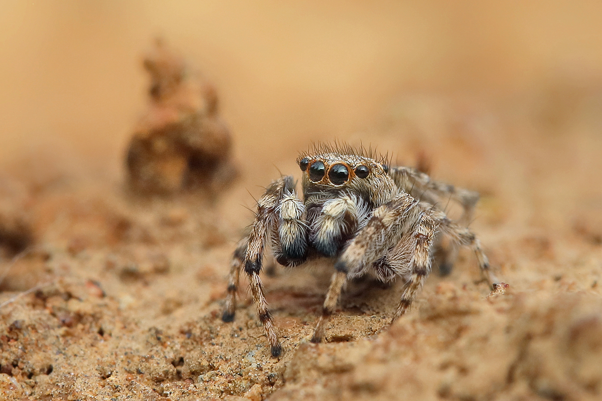 Attulus-distinguendus  Silbergras-Sandhockling 6991 .jpg