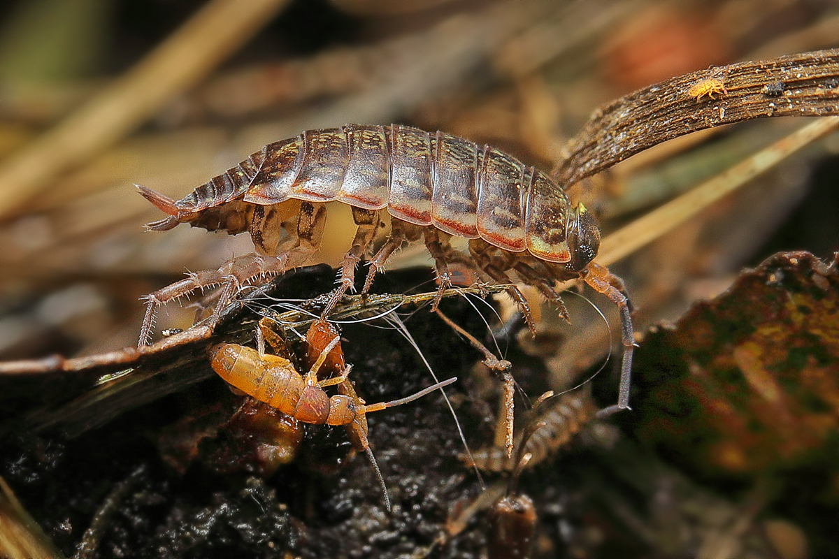 Moos o Waldassel Philoscia muscorum-1570a-1200.jpg