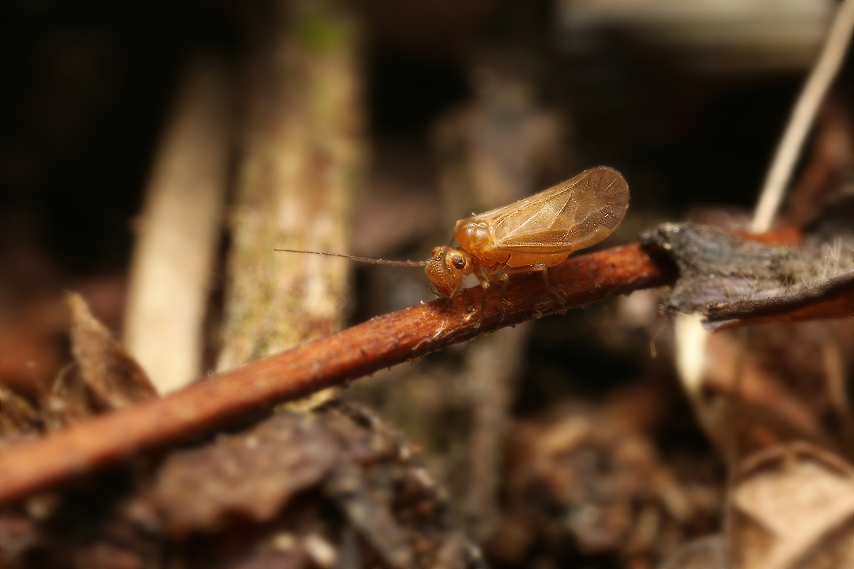 Staublaus cf + Psocidae Schönbrunn 1278 2.jpg