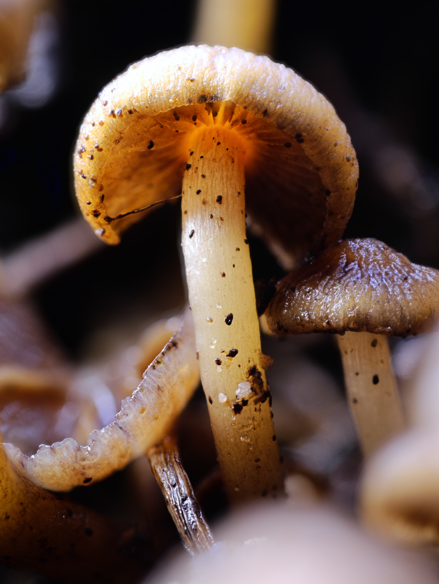 P1110937_38___47_1200.jpg