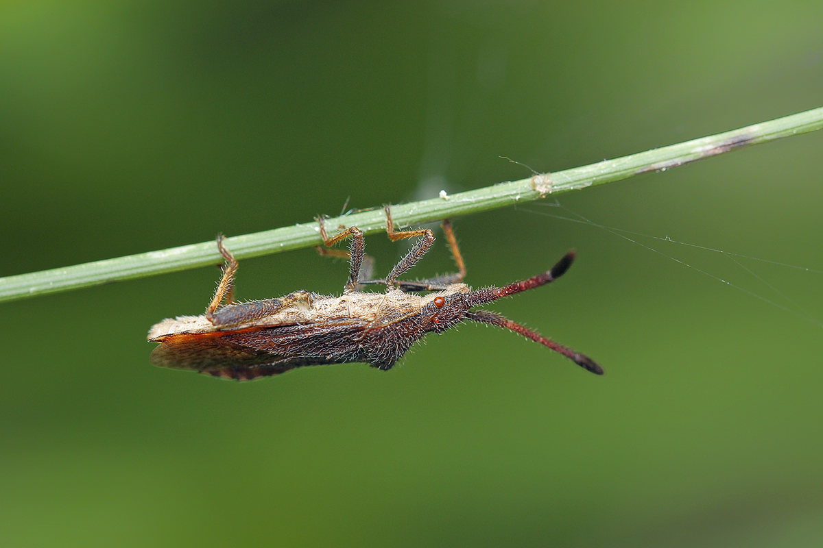 Coriomeris-denticulatus Rotbrauner Stachler Randwanze 02.jpg