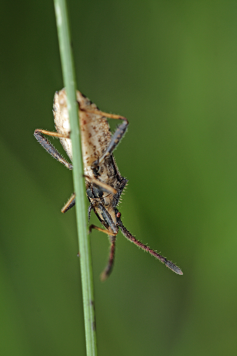 Coriomeris-denticulatus Rotbrauner Stachler Randwanze 04.jpg